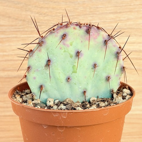 Opuntia violacea pot 10 cm - ,,