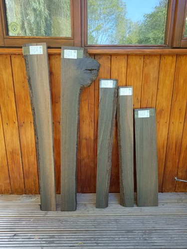 Legno palude morta raro - legno,