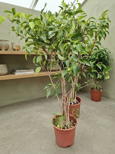 Pianta ficus nano - pianta, di