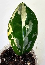 Zamioculcas Zamiifolia
