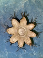 T.Terscheckii Talea 11cm Asciutta Pronta Per La Spedizione 8+anni