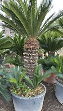 ESEMPLARE CYCAS REVOLUTA H 120