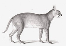 Caracal (Caracal caracal), antica stampa incisa 1842 (170+ anni)
