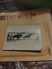 Bassa Modenese Piccola Foto Di Cavalli Al Trasporto Ghiaia