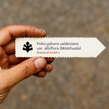 Pelecyphora valdeziana var