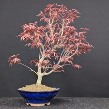BONSAI ACERO Giapponese Acer