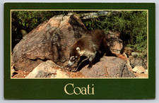 Coati Co-ah-tee Racoon