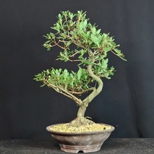 Azalea Satsuki  Bonsai
