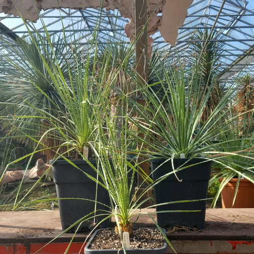 Dasylirion durangense totale - dasylirion,