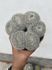 mammillaria hahniana / Old Plant/ Collection Plant