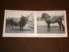 Roma nel 1923 Mostra zootecnica Toro di Sabina Cavallo tiro Grener Monteporzio