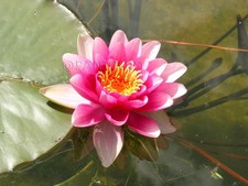 1 pianta di ninfea ATTRACTION