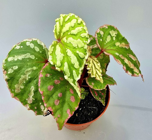 Bella begonia cream powder - cream,