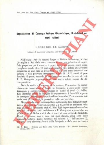 Relini orsi gavagnin p - -,