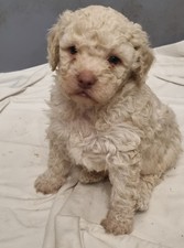 Cuccioli Lagotto Romagnolo