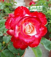 Rosa Grandi Fiori "JUBILE' DU