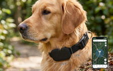 Localizzatore GPS Animali Cane