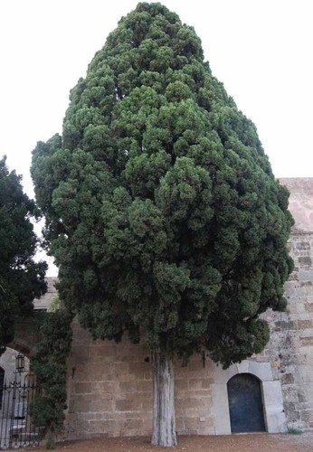 Cupressus sempervirens var