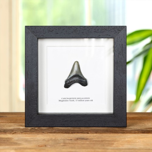 Inch megalodon shark - 2,