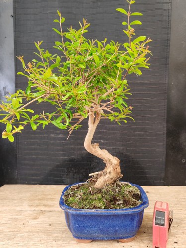 Bonsai melograno h 39 cm - h,