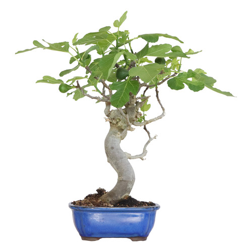 Bonsai ficus carica - ficus,