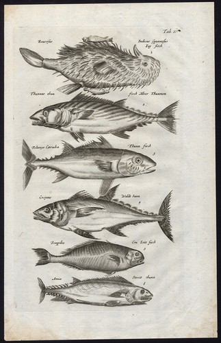 Stampa antica pilota - stampa, antica-pilota