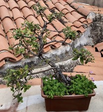 bonsai quercia