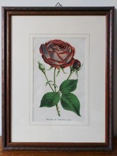 Quadro Con Rose “Rose Prince noir (Black Prince, Will Paul “ dimensioni 30x39 cm