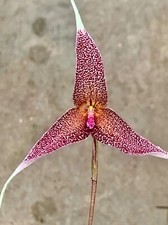 Dracula Species 'Red Labyrinth