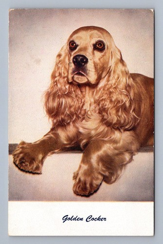 Ritratto razza cane - ritratto, di