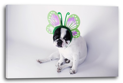 Tela cornice cute bulldog - tela/cornice,