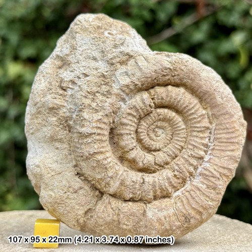 Peronoceras tuberculatum