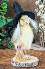 Witch Duck TAXIDERMY