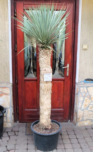 Yucca rostrata tronco 190 cm - tronco,