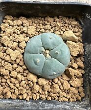 Astrophytum L. f. Takenaka Not Ariocarpus, Copiapoa, Aztekium 2.8 cm, 5.5 cm Pot