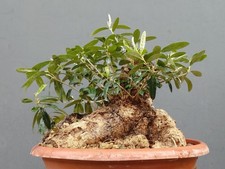 Bonsai Olivastro 25x23cm In