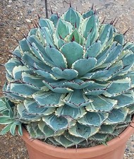 Agave potatorum variegata