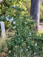 Bauhinia Hookeri (Rare plant
