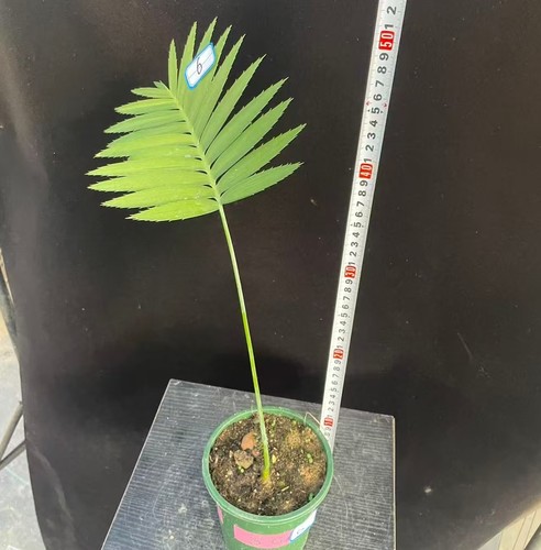 Dioon spinulosum wysiwyg - dioon,