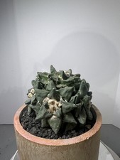 US Seller: Ariocarpus Retusus