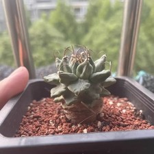 Pianta cactus succulenta - pianta,