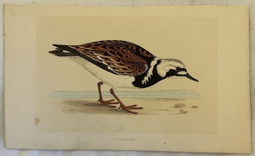 Morris turnstone tringa - turnstone,