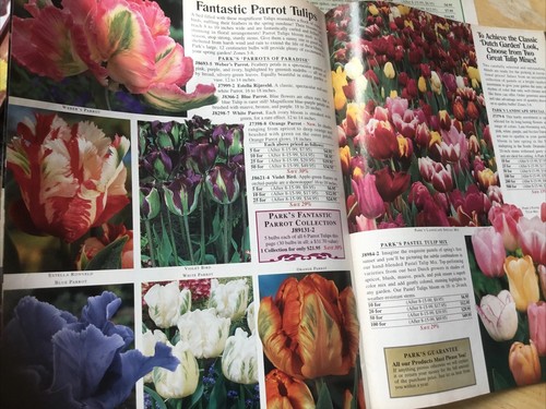 Narciso pappagallo tulipano - pappagallo,