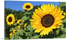 Stampa artistica su tela