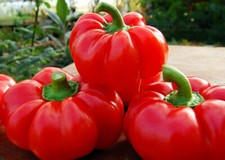 TOPO PEPERONE, 25 semi + OMAGGIO