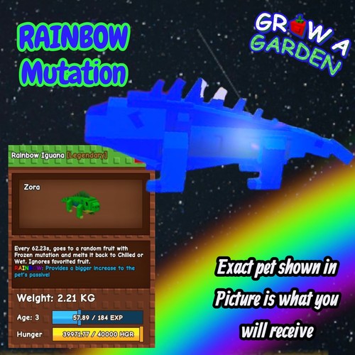 Arcobaleno iguana pet - arcobaleno,
