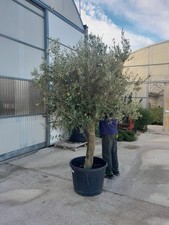Olivo Altezza 220/240 CM Età