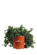 Pianta vera di Ficus Pumila o