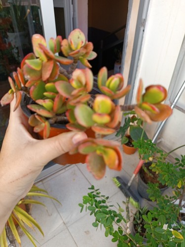 Suculenta crassula ovata - crassula,