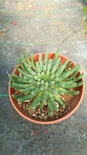 Euphorbia inermis adulte